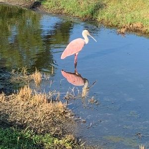 Meet your Posher, Cyndie